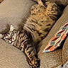 cat, tabby, fluffy, long_hair, sleeping, lounging, upside_down, paws, claws, whiskers, feline, pet, animal, sofa, couch, pillow, indoor, cozy, relaxed, portrait