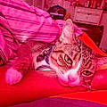 Lizzy D.