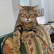 Roxy a rejoint le concours — aidez-le/la à gagner de superbes lots ! cat, tabby, feline, indoor, couch, floral_pattern, paws, relaxed, window, home, pet, animal, striped, fur, whiskers, resting, sofa, domestic, mammal, cozy