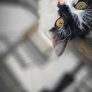 Duchesse a rejoint le concours — aidez-le/la à gagner de superbes lots ! cat, animal, pet, black_and_white, close_up, fur, whiskers, eyes, face, cute, curious, domestic_animal, portrait, feline, indoor, soft_focus, blurry_background, looking_up, pink_nose, ears