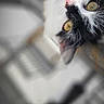 cat, animal, pet, black_and_white, close_up, fur, whiskers, eyes, face, cute, curious, domestic_animal, portrait, feline, indoor, soft_focus, blurry_background, looking_up, pink_nose, ears