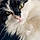 Duchesse