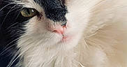 Duchesse a rejoint le concours — aidez-le/la à gagner de superbes lots ! abyssinian, angora, animal, cat, kitten, manx, pet, siamese