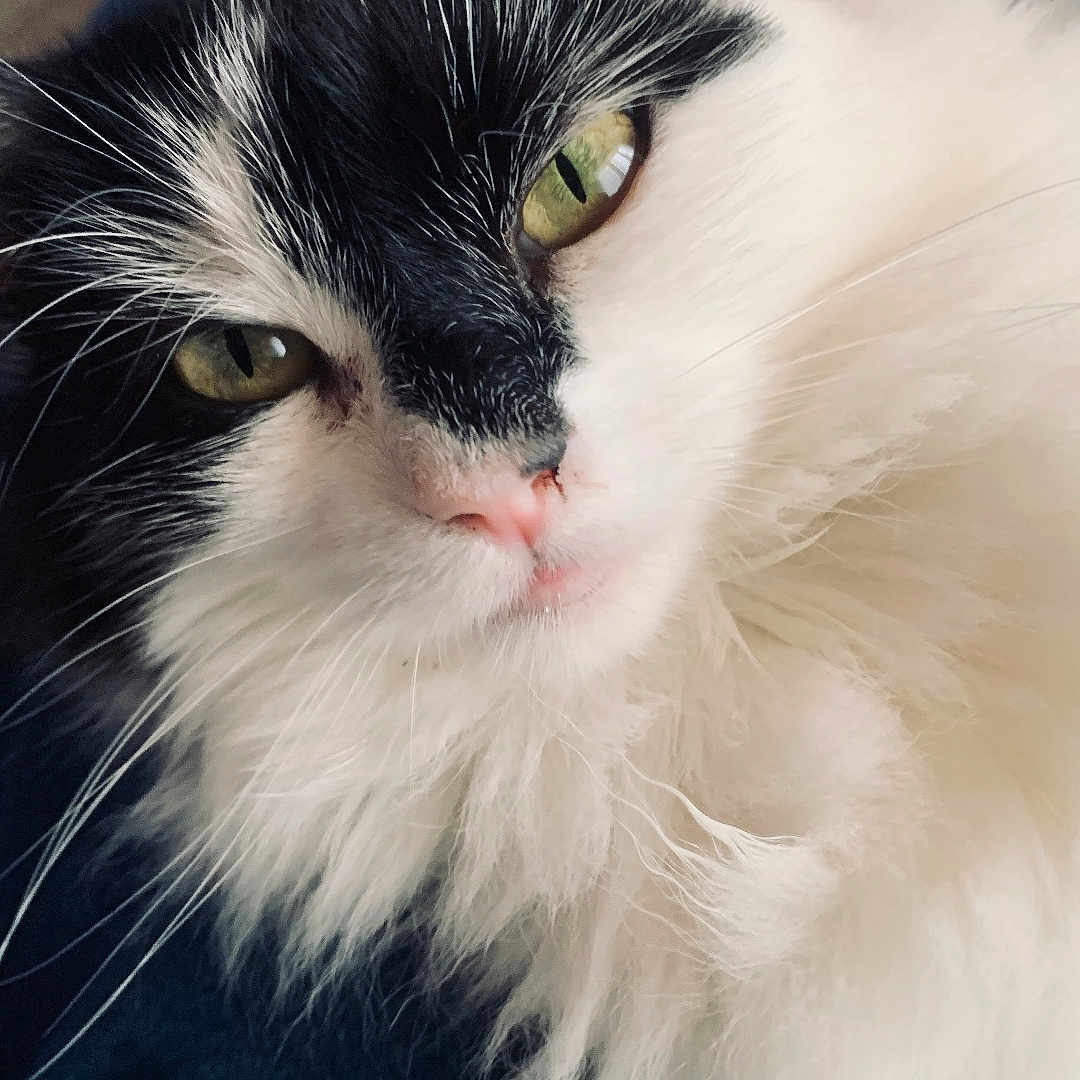 Duchesse