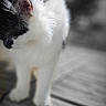 cat, black_and_white, animal, pet, bench, wood, outdoor, feline, curious, fur, whiskers, ears, close_up, shallow_depth_of_field, soft_focus, nature, daylight, portrait, looking_down, cute