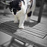 cat, black_and_white, walking, wooden_table, shadow, outdoor, blurred_background, sunlight, pet, animal, feline, fur, whiskers, closeup, daylight, nature, wood, tabletop, domestic, focused
