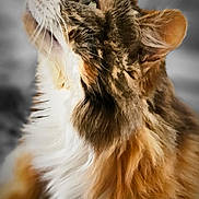 Mielle participe au concours pour gagner de l'argent avec cette photo : cat, fluffy, feline, pet, animal, portrait, side_view, curious, multicolor, long_hair, whiskers, ears, indoor, closeup, looking_up, soft_light, blurred_background, muzzle, cute, domestic_animal