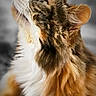 cat, fluffy, feline, pet, animal, portrait, side_view, curious, multicolor, long_hair, whiskers, ears, indoor, closeup, looking_up, soft_light, blurred_background, muzzle, cute, domestic_animal