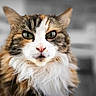 Mielle participe au concours pour gagner de l'argent avec cette photo : cat, animal, pet, feline, fluffy, portrait, closeup, green_eyes, whiskers, fur, indoor, looking, cute, mammal, face, focused, domestic, calm, soft_background, color_pop