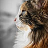 Mielle participe au concours pour gagner de l'argent avec cette photo : cat, fluffy, side_profile, fur, whiskers, close_up, pet, animal, indoor, portrait, mammal, cute, feline, looking_away, soft_light, detailed, tabby, calm, domestic_cat, long_hair