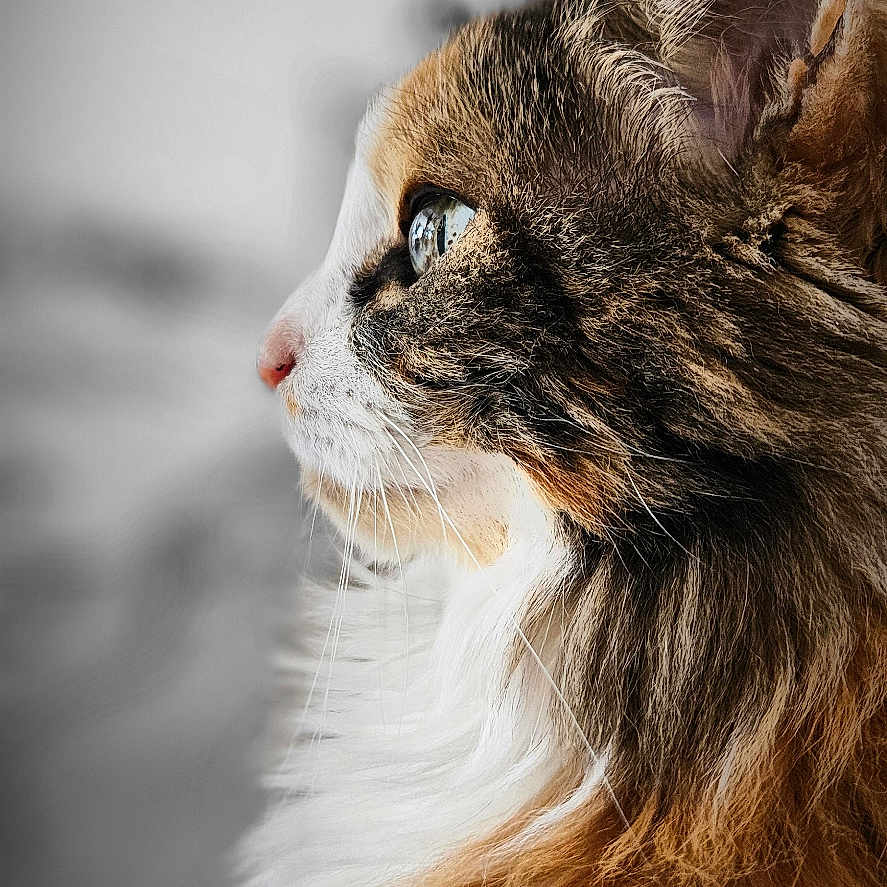 Mielle participe au concours pour gagner de l'argent avec cette photo : cat, fluffy, side_profile, fur, whiskers, close_up, pet, animal, indoor, portrait, mammal, cute, feline, looking_away, soft_light, detailed, tabby, calm, domestic_cat, long_hair
