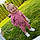 Rosalie