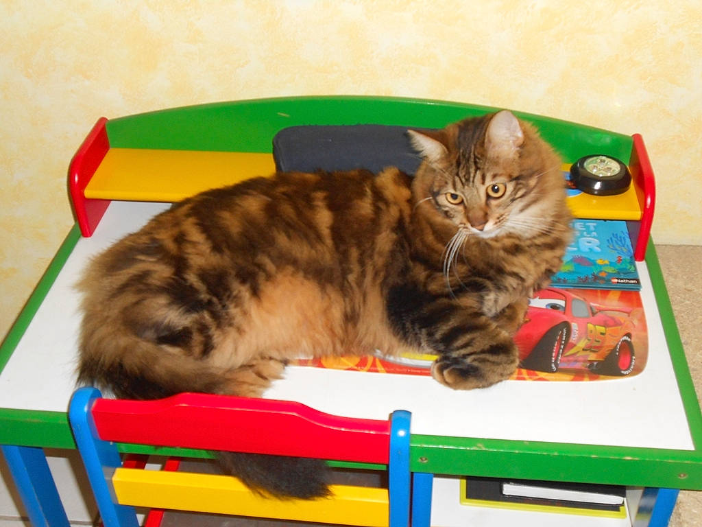 Ino a rejoint le concours — aidez-le/la à gagner de superbes lots ! american_bobtail, box, carnivore, cat, cymric, domestic_short_haired_cat, dragon_li, european_shorthair, felidae, kitten, kurilian_bobtail, play, siberian, small_to_medium_sized_cats, tabby_cat, table, whiskers