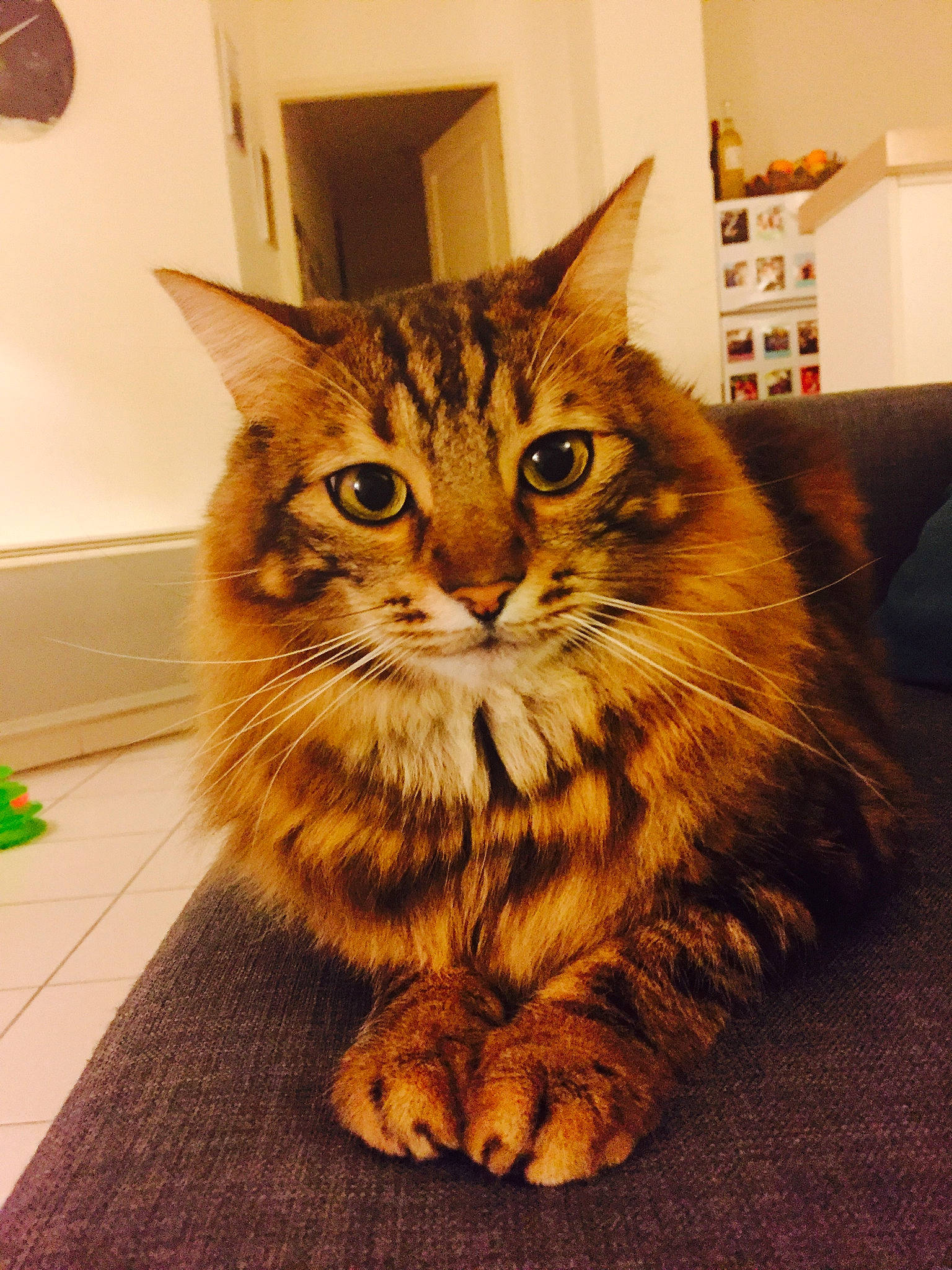 Ino a rejoint le concours — aidez-le/la à gagner de superbes lots ! asian, carnivore, cat, cymric, domestic_long_haired_cat, domestic_short_haired_cat, european_shorthair, felidae, fur, kitten, maine_coon, mammal, pixie_bob, siberian, small_to_medium_sized_cats, somali, tabby_cat, toyger, vertebrate, whiskers