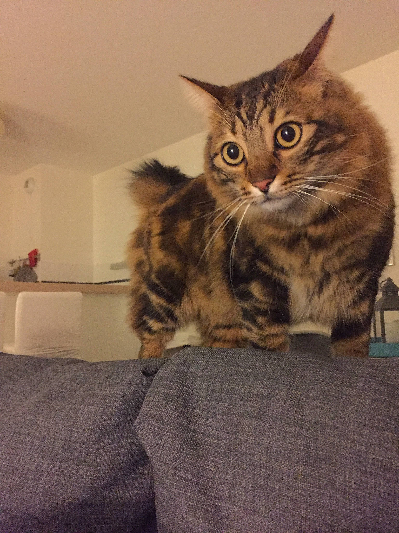 Ino participe au concours pour gagner de l'argent avec cette photo : american_bobtail, asian, british_semi_longhair, carnivore, cat, domestic_long_haired_cat, domestic_short_haired_cat, dragon_li, european_shorthair, felidae, kitten, maine_coon, mammal, norwegian_forest_cat, pixie_bob, siberian, small_to_medium_sized_cats, tabby_cat, vertebrate, whiskers