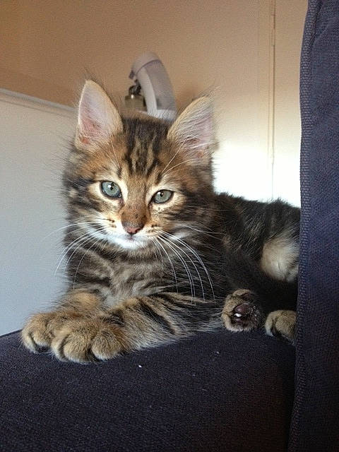 Ino a rejoint le concours — aidez-le/la à gagner de superbes lots ! american_bobtail, american_shorthair, asian, carnivore, cat, domestic_short_haired_cat, dragon_li, european_shorthair, felidae, kitten, maine_coon, mammal, norwegian_forest_cat, pixie_bob, siberian, small_to_medium_sized_cats, tabby_cat, toyger, vertebrate, whiskers