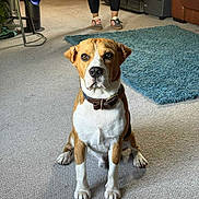 Ezra is registered to the contest to win money with this photo: dog, indoor, carpet, collar, pet, animal, floor, person_legs, rug, furniture, home, brown, white, sitting, looking, ears, nose, paws, casual, shoes