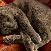 Toes joined the competition — help win amazing prizes! cat, gray_cat, pet, feline, sleeping, resting, curled_up, paws, fur, whiskers, indoor, cozy, blanket, leather, closeup, animal, cute, relaxed, sleepy, domestic
