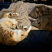 Nessarose is registered to the contest to win money with this photo: cat, sleeping, towel, bed, cozy, feline, fur, domestic_animal, resting, curled_up, tabby_cat, striped, paws, whiskers, indoor, relaxed, two_cats, soft_texture, nap, cute