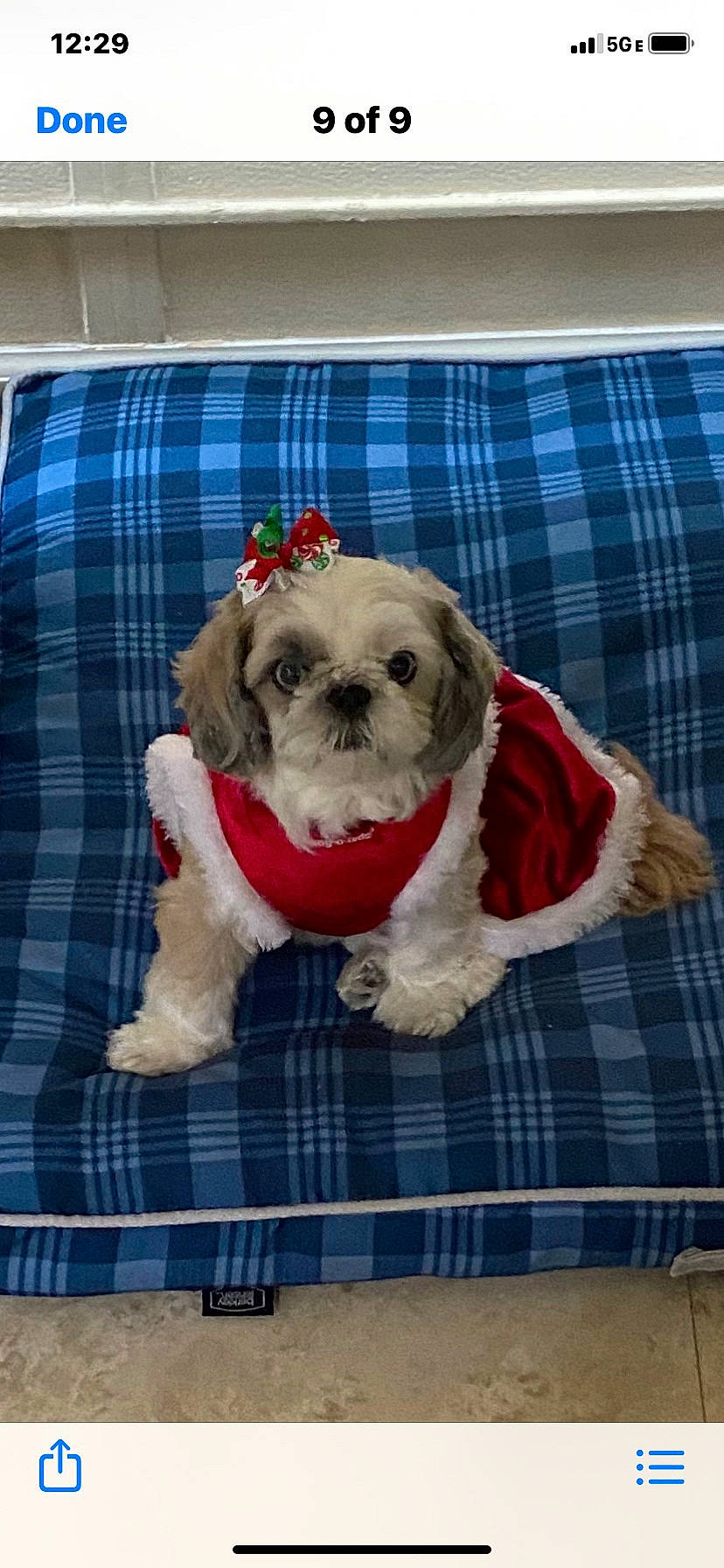 Chloe is registered to the contest to win money with this photo: carnivore, collar, companion_dog, dog, dog_breed, dog_clothes, dog_collar, dog_supply, fawn, grey, linens, pattern, pet_supply, plaid, snout, sporting_group, tartan, textile, toy_dog, working_animal