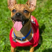Holmes joined the competition — help win amazing prizes! dog, pet, animal, canine, grass, outdoor, tongue_out, happy, ears, collar, red_shirt, sunny, nature, cute, smiling, small_dog, fur, muzzle, closeup, playful