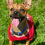 dog, pet, animal, canine, grass, outdoor, tongue_out, happy, ears, collar, red_shirt, sunny, nature, cute, smiling, small_dog, fur, muzzle, closeup, playful