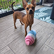 Aria participe au concours pour gagner de l'argent avec cette photo : alert, animal, brown_dog, companion, cute, dog, ears, fence, floor_tiles, greenery, home, indoor, looking_up, pet_bed, pet_toy, plush_toy, rug, small_dog, tail, wooden_floor