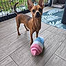 alert, animal, brown_dog, companion, cute, dog, ears, fence, floor_tiles, greenery, home, indoor, looking_up, pet_bed, pet_toy, plush_toy, rug, small_dog, tail, wooden_floor