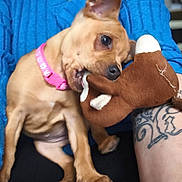 Aria a rejoint le concours — aidez-le/la à gagner de superbes lots ! dog, small_dog, pet, chewing, stuffed_toy, plush, pink_collar, blue_sweater, tattoo, sitting, paws, nails, close_up, indoor, couch, human_arm, playing, brown_fur, toy_damage, candid