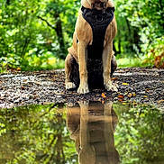 Honey joined the competition — help win amazing prizes! animal, canine, daylight, dog, forest, greenery, ground, happy, harness, leaves, nature, outdoor, path, pet, portrait, puddle, quiet, reflection, sitting, trees
