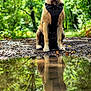 animal, canine, daylight, dog, forest, greenery, ground, happy, harness, leaves, nature, outdoor, path, pet, portrait, puddle, quiet, reflection, sitting, trees