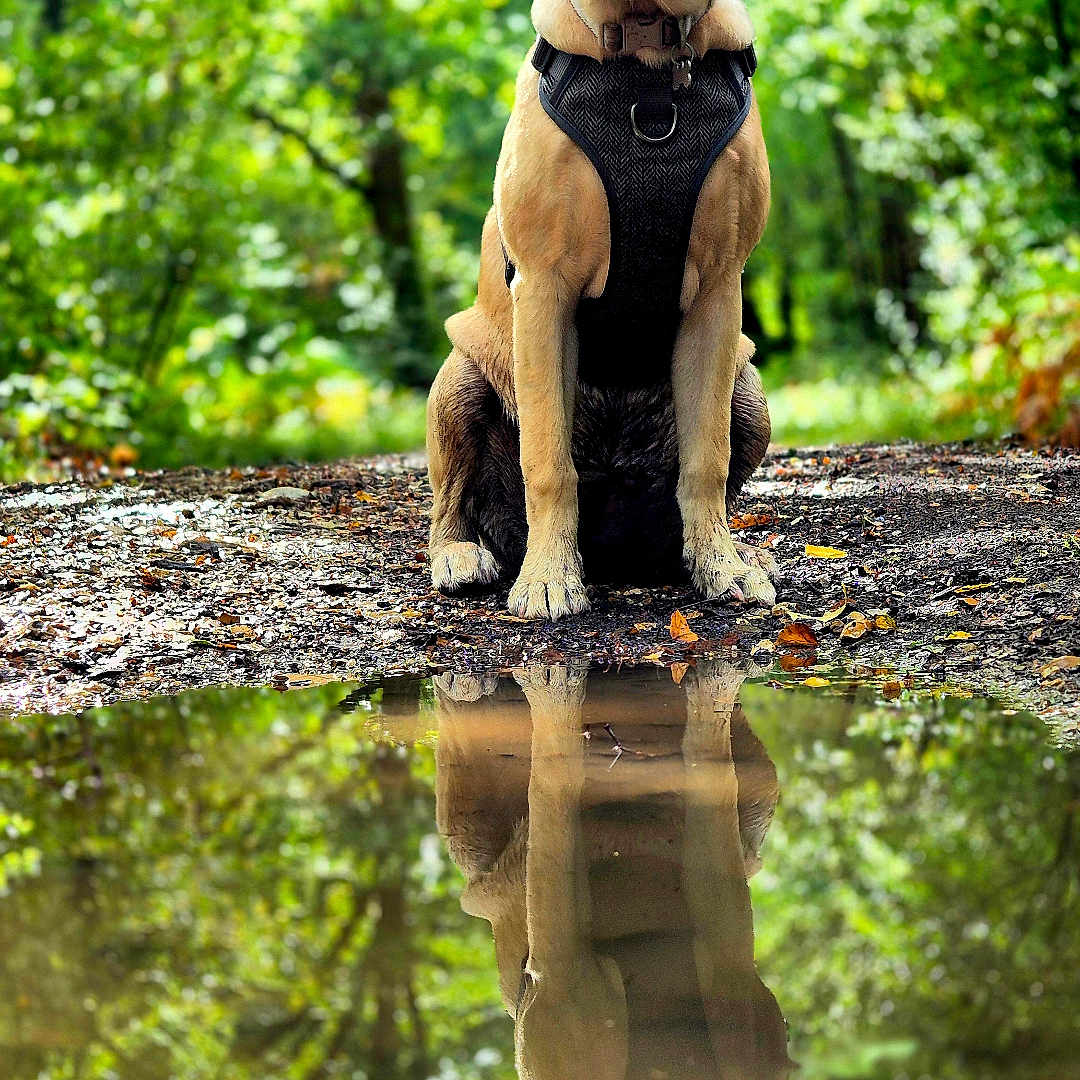 Honey joined the competition — help win amazing prizes! animal, canine, daylight, dog, forest, greenery, ground, happy, harness, leaves, nature, outdoor, path, pet, portrait, puddle, quiet, reflection, sitting, trees