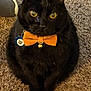 black_cat, cat, bow_tie, pet_collar, yellow_eyes, indoor, carpet, close_up, feline, pet, domestic_animal, sitting, portrait, cute, animal, whiskers, furry, small_bell, tag, orange_bow_tie