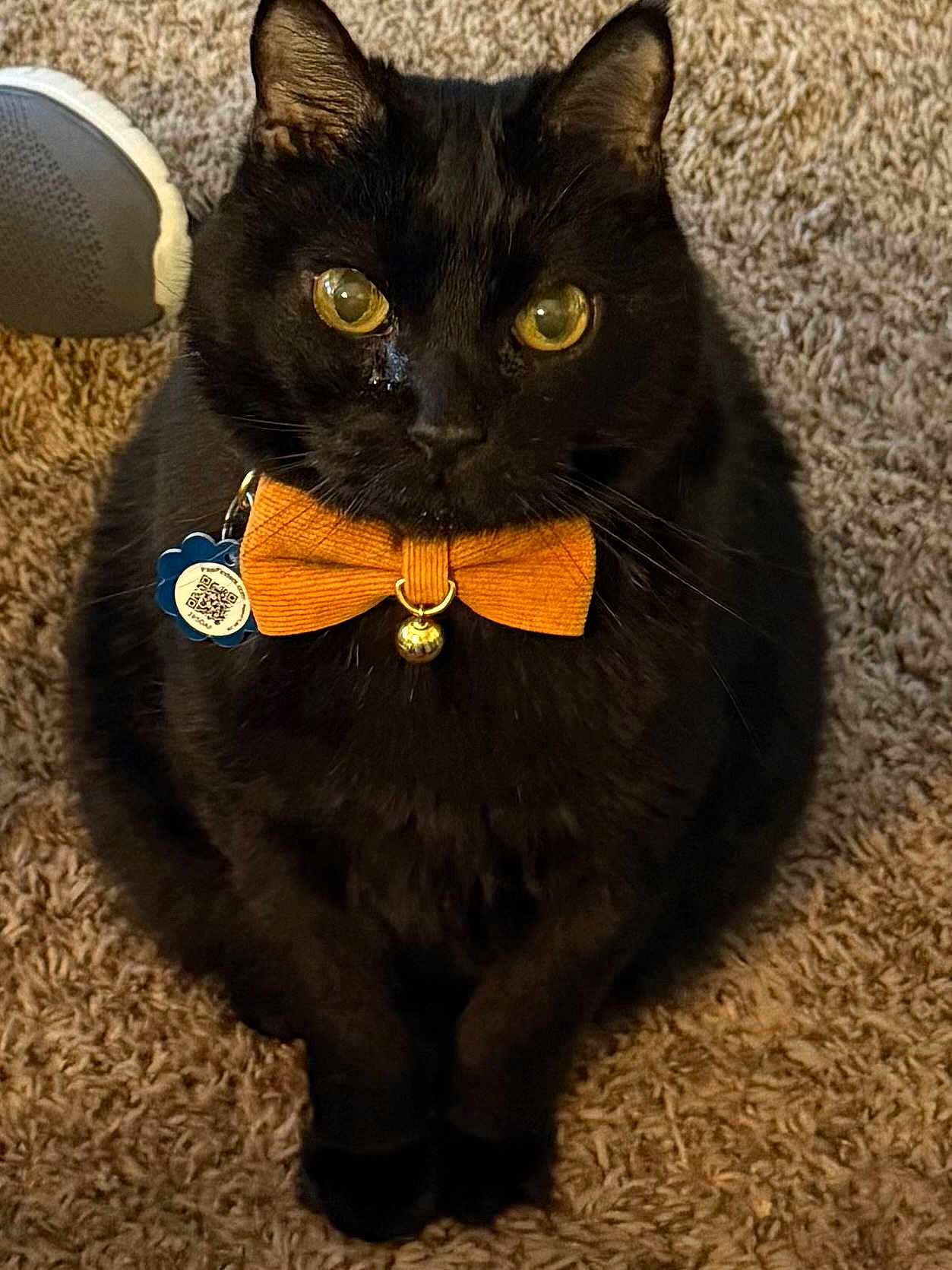 Figaro Leslie is registered to the contest to win money with this photo: black_cat, cat, bow_tie, pet_collar, yellow_eyes, indoor, carpet, close_up, feline, pet, domestic_animal, sitting, portrait, cute, animal, whiskers, furry, small_bell, tag, orange_bow_tie