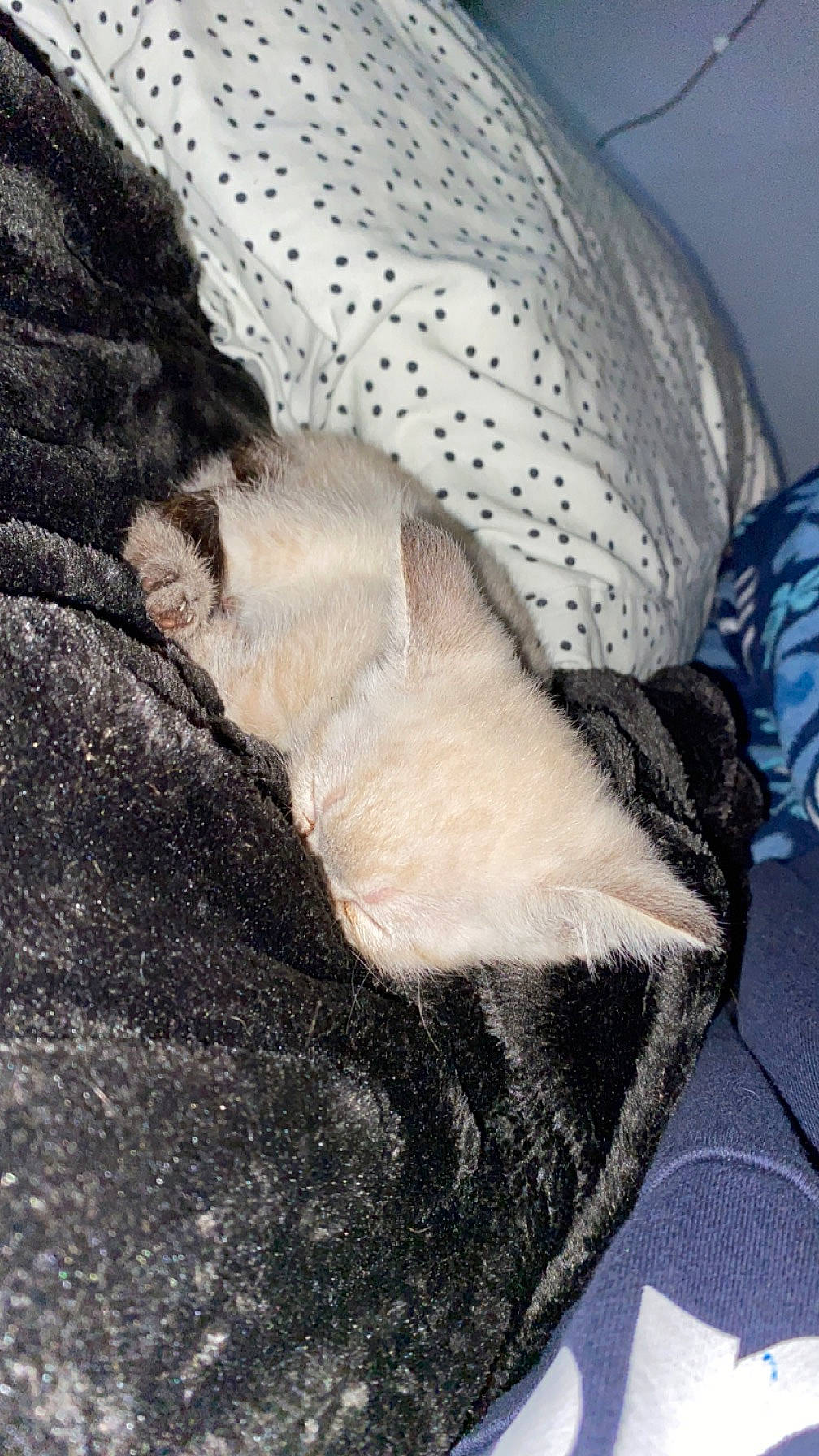 Casper joined the competition — help win amazing prizes! canidae, carnivore, cat, cat_supply, comfort, dog_breed, dress, fawn, feather, felidae, grey, human_leg, linens, mammal, small_to_medium_sized_cats, snout, sporting_group, tail, thigh, whiskers