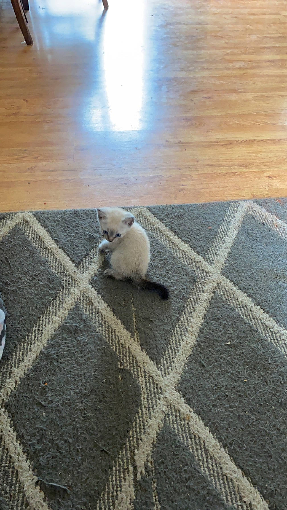 Casper is registered to the contest to win money with this photo: carnivore, cat, comfort, companion_dog, domestic_short_haired_cat, fawn, felidae, floor, flooring, grey, hardwood, laminate_flooring, linens, pattern, small_to_medium_sized_cats, snout, tail, whiskers, wood, wood_flooring