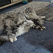 Boo Boo And Yogi joined the competition — help win amazing prizes! cat, cats, fluffy, longhaired, tabby, gray, white, pet, animal, sleeping, lying_down, relaxed, indoor, rug, carpet, home, toy, portrait, fur, whiskers