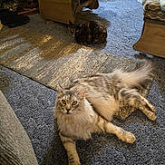 Boo Boo joined the competition — help win amazing prizes! animal, carpet, cat, chair, couch, cozy, domestic_animal, floor, fur, furniture, household, indoor, mammal, pet, relaxing, resting, tabby_cat, tortoiseshell_cat, two_animals, wooden_furniture
