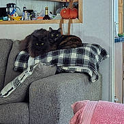 Callie And Shelby joined the competition — help win amazing prizes! animal, armchair, black_cat, cats, chair, couch, cozy, home_decor, indoors, kitchen, living_room, longhaired_cat, pet, pink_blanket, plaid_blanket, portrait, pumpkin, shorthaired_cat, turkey_decoration, two_cats