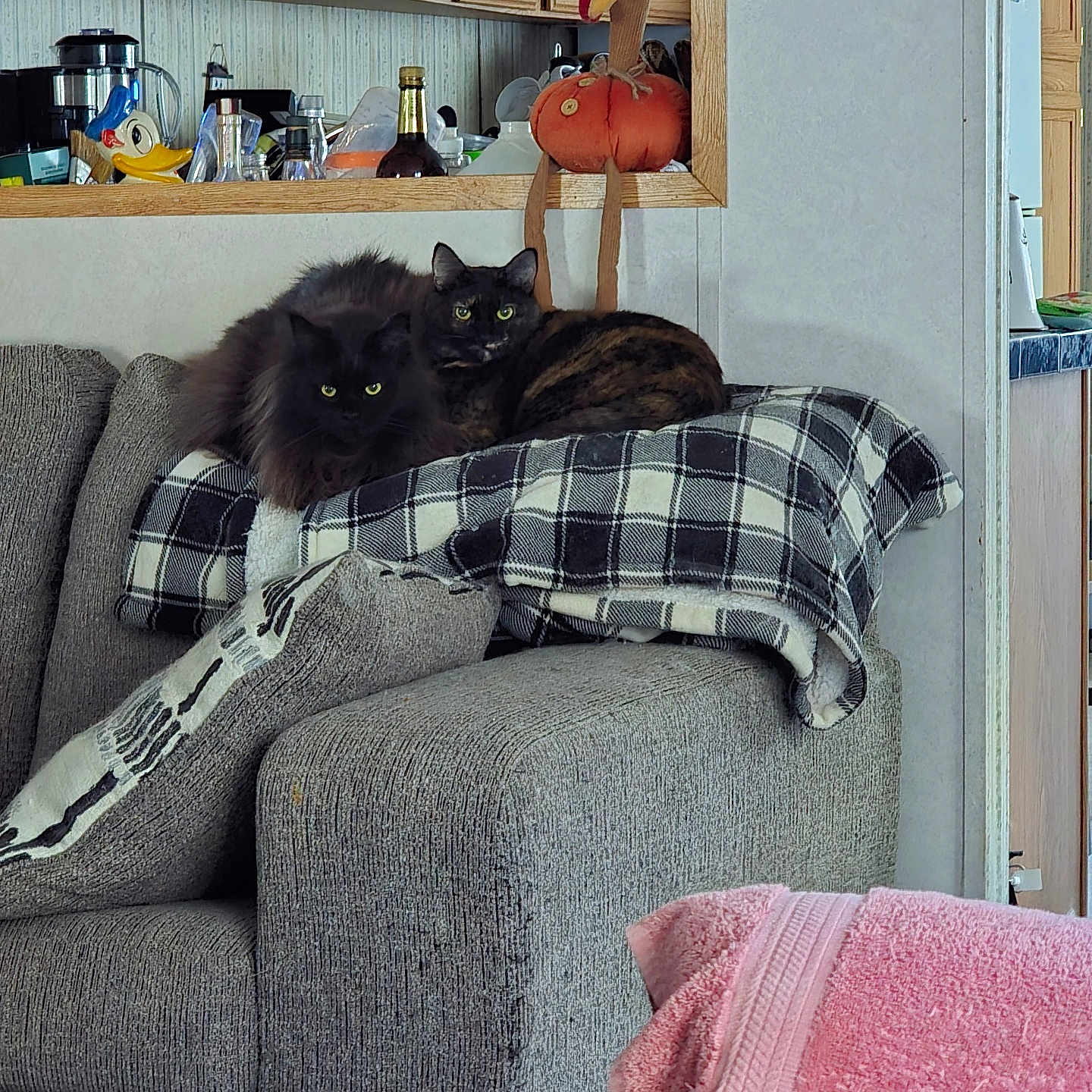 Callie And Shelby joined the competition — help win amazing prizes! animal, armchair, black_cat, cats, chair, couch, cozy, home_decor, indoors, kitchen, living_room, longhaired_cat, pet, pink_blanket, plaid_blanket, portrait, pumpkin, shorthaired_cat, turkey_decoration, two_cats