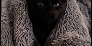 Booba participe au concours pour gagner de l'argent avec cette photo : cat, black_cat, blanket, cozy, fluffy, fur, pet, animal, indoor, cute, snuggled, soft, comfort, resting, mammal, whiskers, ears, eyes, portrait, closeup