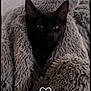 cat, black_cat, blanket, cozy, fluffy, fur, pet, animal, indoor, cute, snuggled, soft, comfort, resting, mammal, whiskers, ears, eyes, portrait, closeup