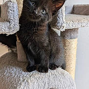 Booba a rejoint le concours — aidez-le/la à gagner de superbes lots ! black_kitten, cat, cat_tree, pet, animal, feline, cute, curious, indoor, fur, whiskers, ears, paw, playful, pet_furniture, cozy, young, small, looking, portrait