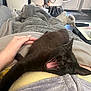 black_cat, cat, yawning, pet, lap, blanket, cozy, hand, furniture, chair, living_room, stuffed_animal, remote_control, relaxation, indoor, home, soft_texture, person, comfort, resting