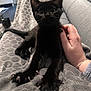 black_kitten, cat, kitten, pet, animal, paw, claw, hand, blanket, couch, living_room, furniture, indoor, cozy, cute, stretching, fur, whiskers, eyes, person
