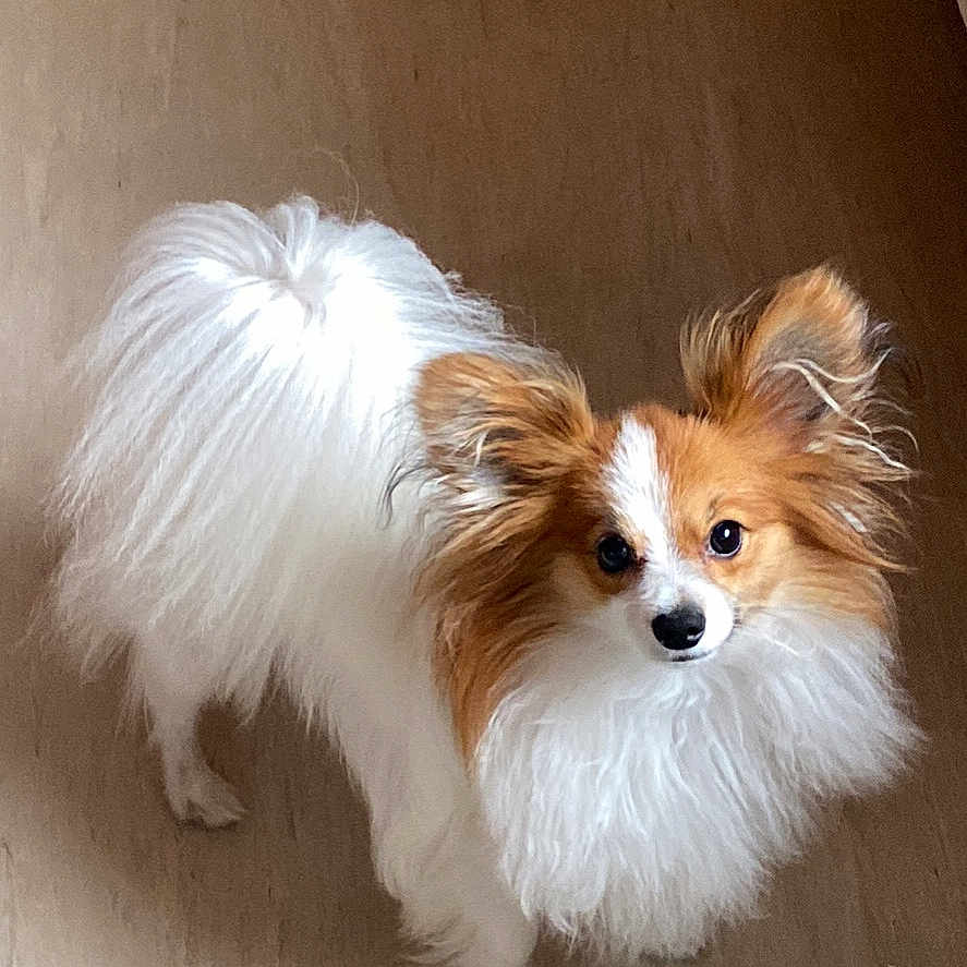 Vito