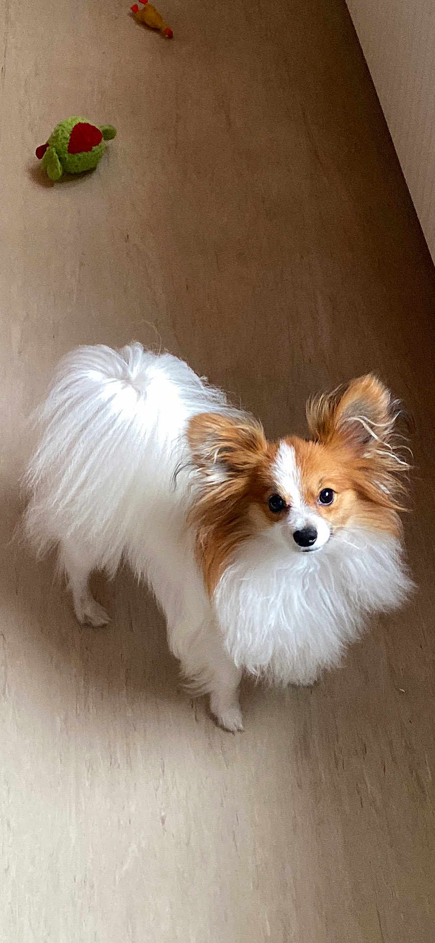 Vito