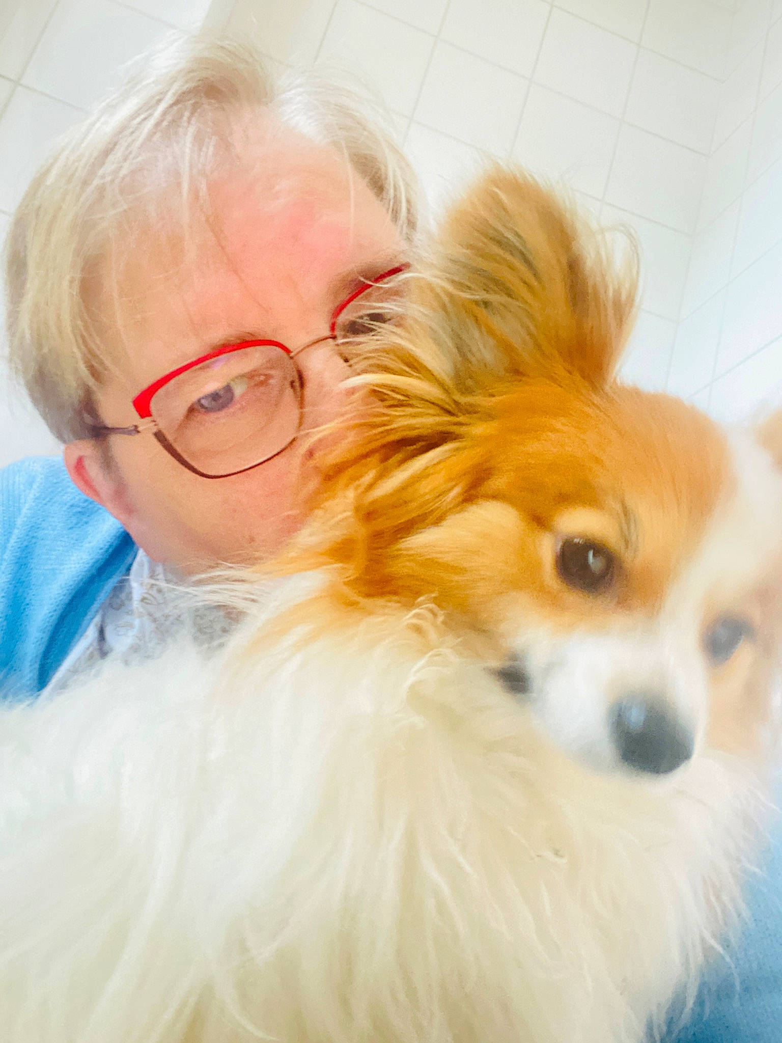 Vito participe au concours pour gagner de l'argent avec cette photo : carnivore, companion_dog, dog, dog_breed, ear, eye, eyewear, fawn, fur, glasses, hair, happy, head, iris, nose, snout, sunglasses, toy_dog, vision_care, whiskers