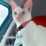 Diamond is registered to the contest to win money with this photo: cat, white_cat, heterochromia, blue_eye, green_eye, pet, animal, car_interior, collar, pink_collar, window, seatbelt, seat, closeup, portrait, domestic_cat, feline, looking_away, indoor, animal_portrait
