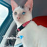 cat, white_cat, heterochromia, blue_eye, green_eye, pet, animal, car_interior, collar, pink_collar, window, seatbelt, seat, closeup, portrait, domestic_cat, feline, looking_away, indoor, animal_portrait